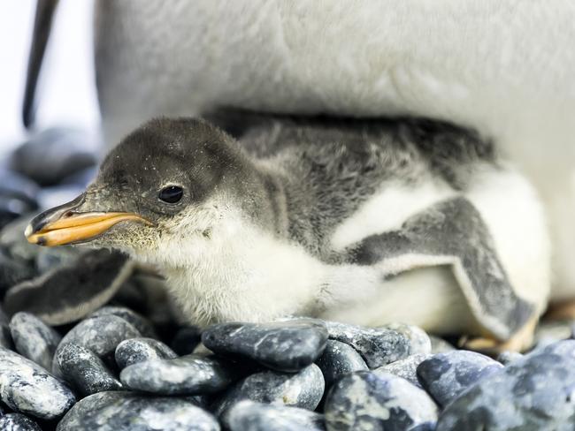 Banjo was born weighing about 86 grams. Picture: Sarah Matray