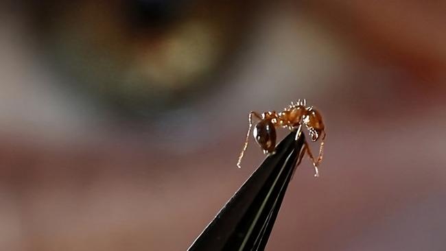 The ant could have a billion dollar impact Picture: Invasive Species Council