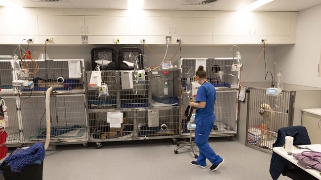 Nurse Ellise Mortenson checks on patients in the intensive care unit, where Havoc, the afghan hound, awaits surgery for the dog bite. Picture: Mark Cranitch