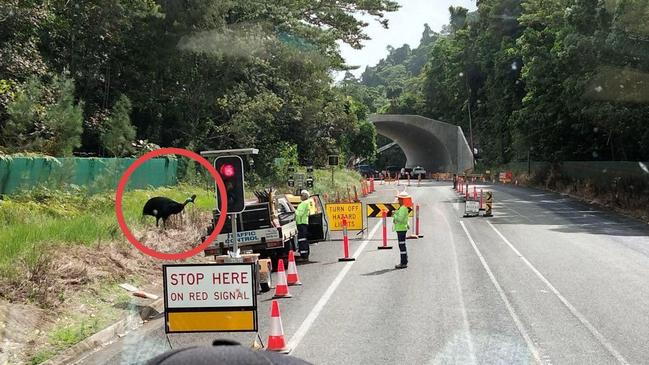 A hilarious pic of cassowary crossing Bruce Hwy meters from a $40m wildlife crossing has sparked fiery debate. Picture: Kelly Stonehouse