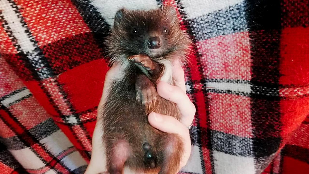 A rescued hedgehog pup at the First Private Hedgehogery in Kyiv, Ukraine.