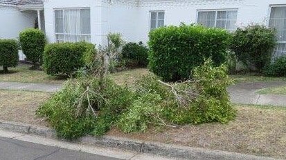 Some of the trees vandalised cannot be saved and will have to be removed.