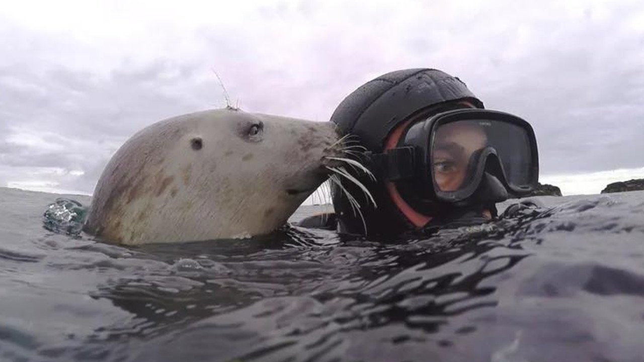 Marine biologist films wild grey seals clapping | KidsNews