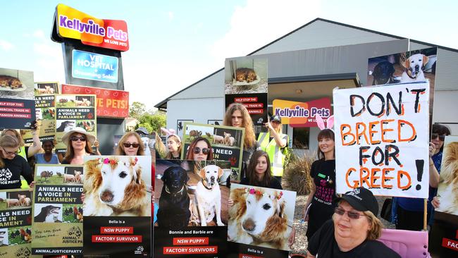 Kellyville pets sale puppies