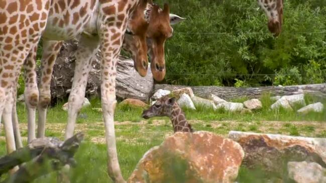 Berlin Zoo Welcomes Newborn Giraffe 