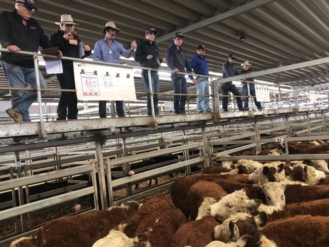 Agents take bids for Hereford steers in a market that pushed above 600c/kg at Wodonga today. Picture: Fiona Myers