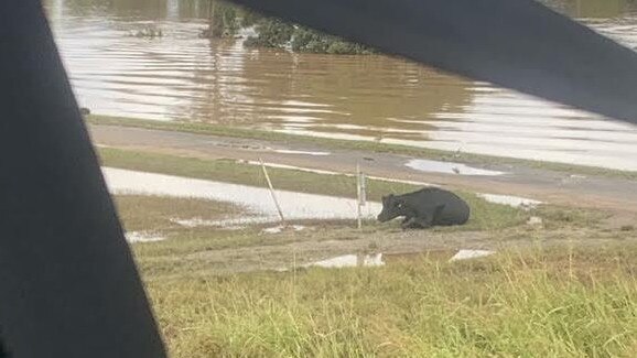 Dr Ros said stranded animals were in dire need of food. Picture: Bruno Ros via NCA NewsWire