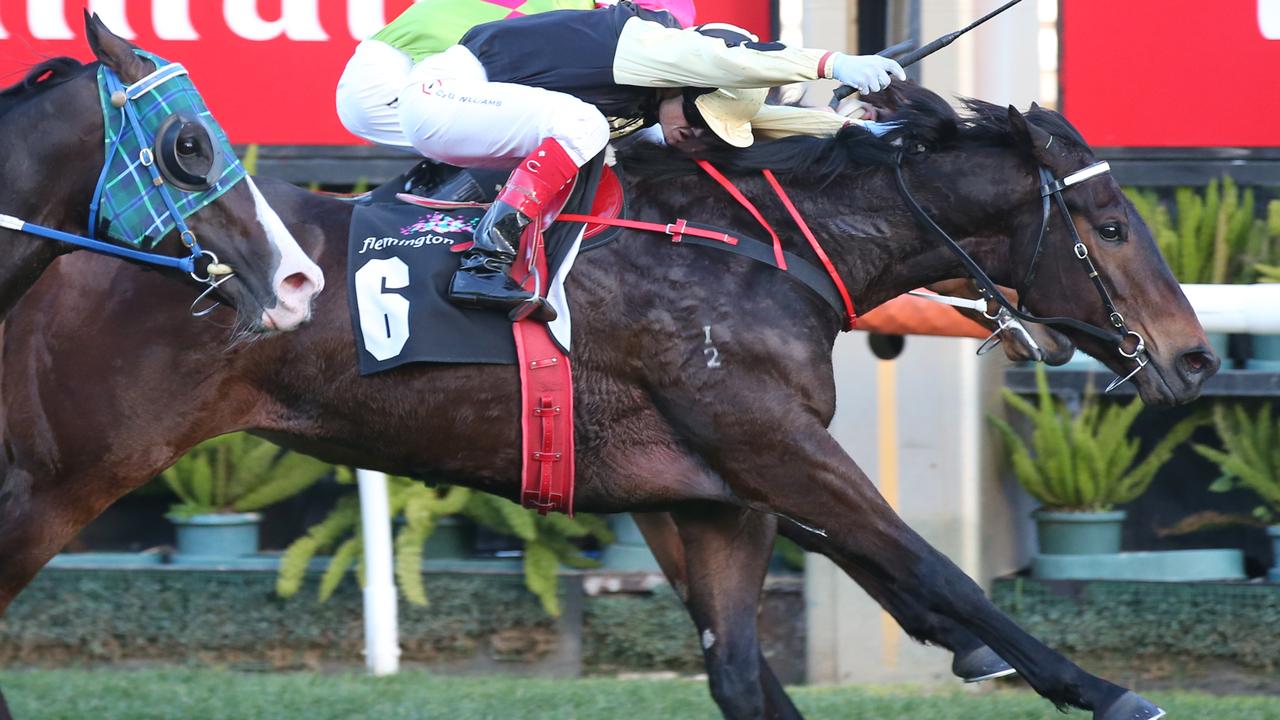 Multiple Flemington winner Lord Von Costa is closely related to unbeaten filly One Hard Lady. Picture: David Crosling