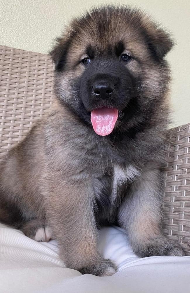 Murphy: Ericka Southall's 17 week old Husky x German Shepherd x Alaskan Malamute