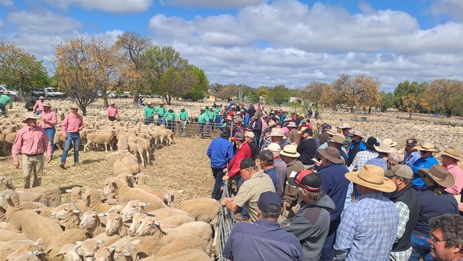 Buyers line the rail at Hay in southern NSW.