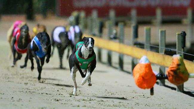 Stock image of greyhound racing.