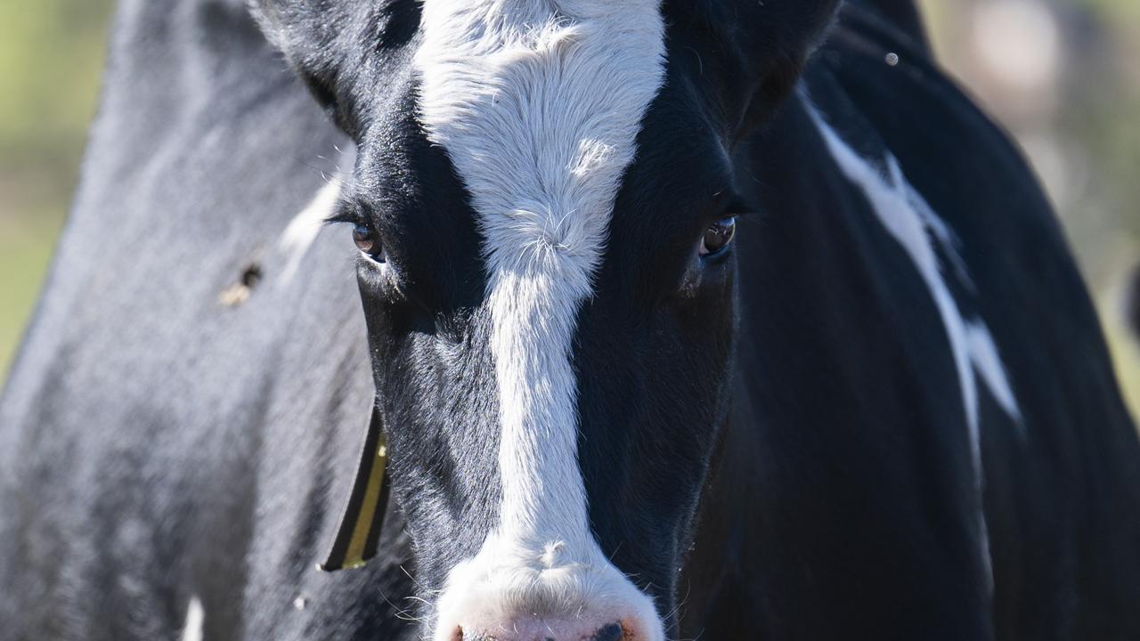 WA Police say 306 cattle were stolen from the Louisa Downs Station in northern WA. Picture: NCA NewsWire / Martin Ollman