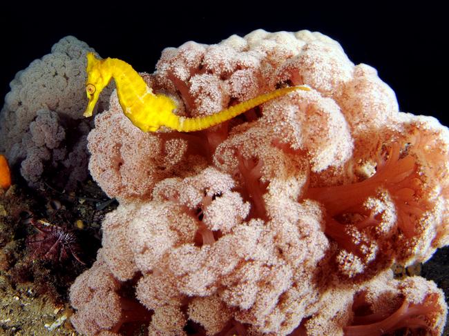 Soft coral at Port Stephens by Dr David Harasti from NSW Department of Primary Industries (Fisheries).