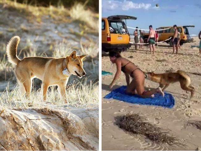 Travellers fume over dingo campground move