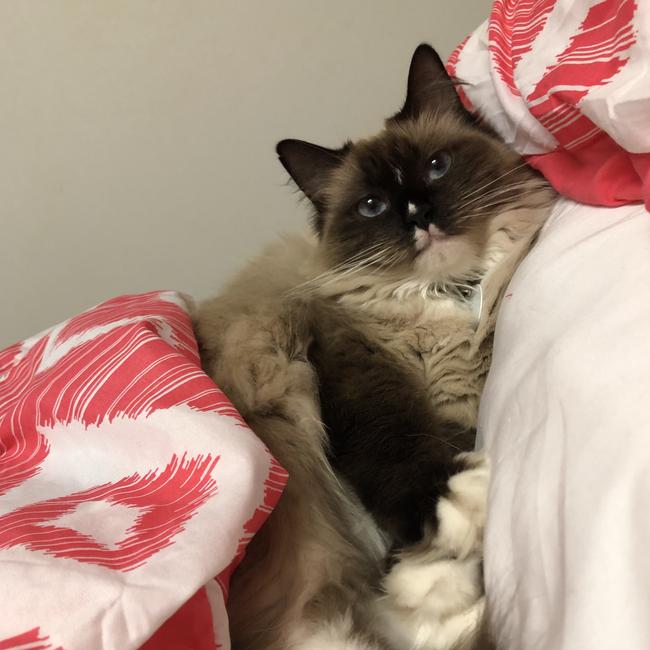 Lola claims her side of the bed. Picture: Karlyanne Sherman
