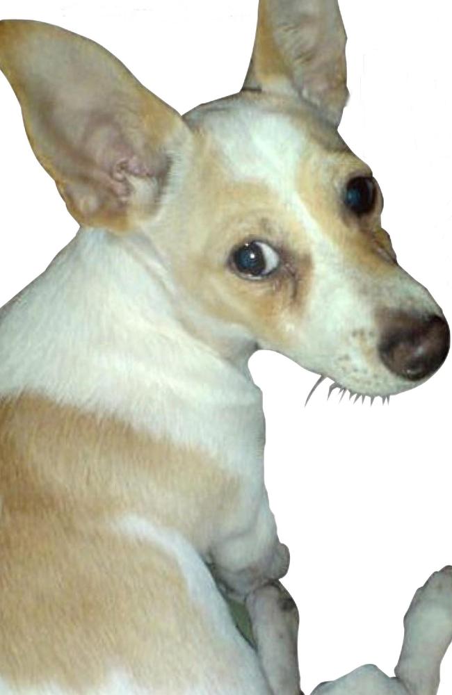 Peanut, the loving fox terrier pup died a horrible death after being tortured at Moranbah.