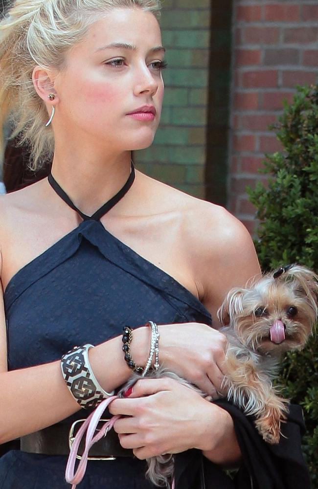 Like family ... Amber Heard pictured with one of her dogs while in New York City in 2012. Picture: Getty/Ignat/Bauer-Griffin/GC Images