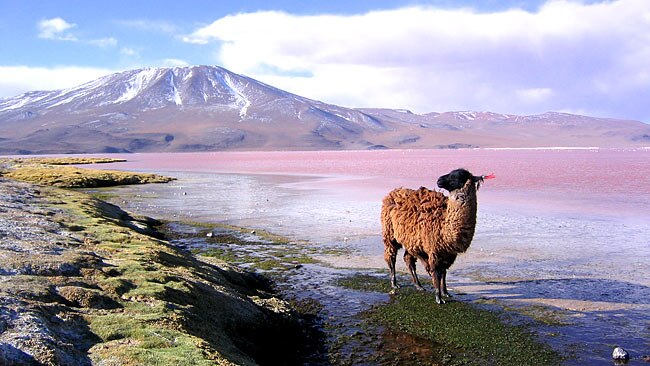 Exploring the Altiplano / Flickr user Phillie Casablanca