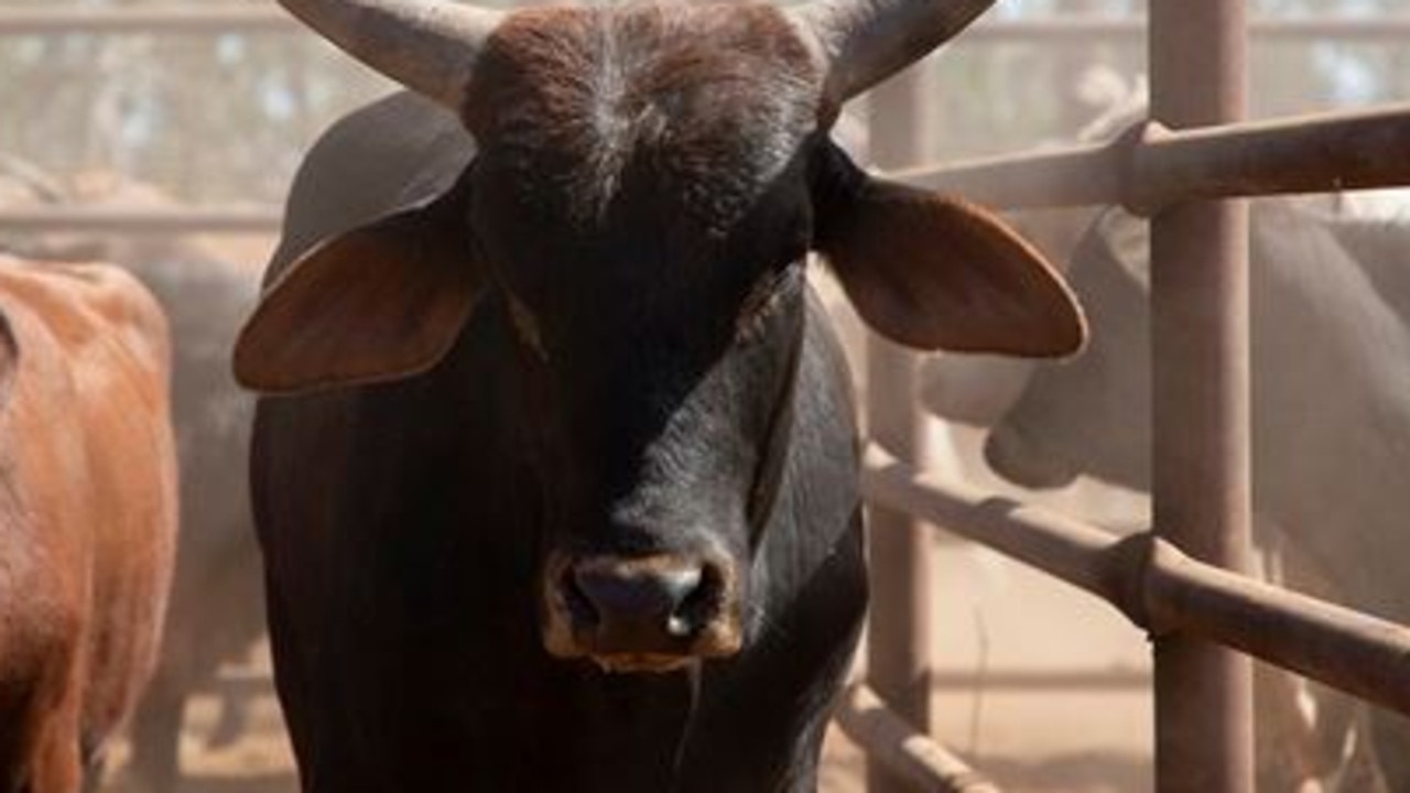 Police believe a "significant" number of shorthorn cattle have been stolen from outback QLD. Picture: Supplied/QPS