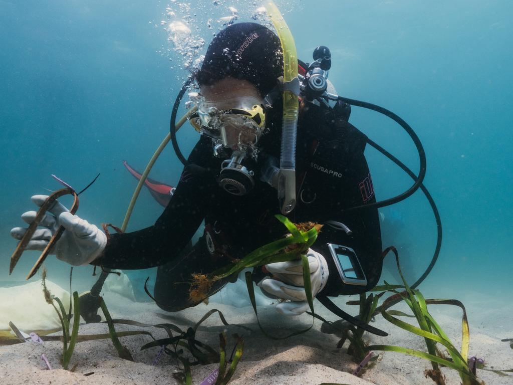 OzFish are working on habitat restoration projects such as Operation Posidonia which has fostered a powerful partnership between marine scientists and NSW coastal communities. Picture: Richard Woodgett