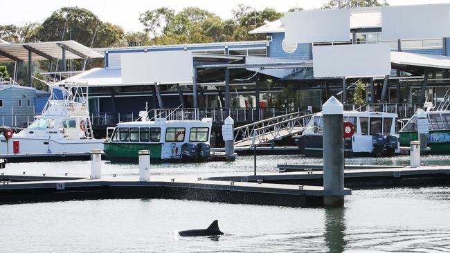 The marina at Couran Cove Island Resort. Picture: Glenn Hampson