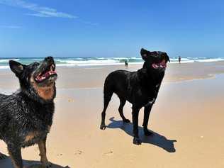 Rules are rules but surely there's room for commonsense about dogs on beaches, says Ashley Robinson. Picture: Scott Davis