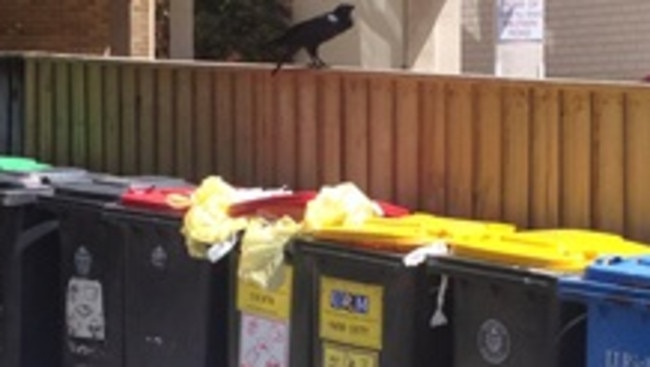 The overflowing bins attract crows, who pick at the bags.