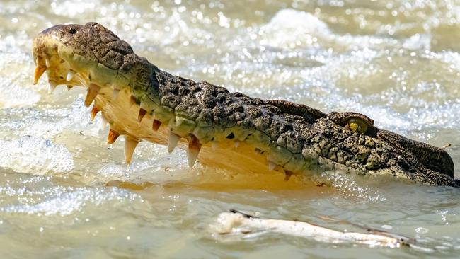 Damian Duffy said in an Instagram post the Queensland Department of Environment and Science’s response to the croc made it a ‘national and international embarrassment’. Picture: Damian Duffy