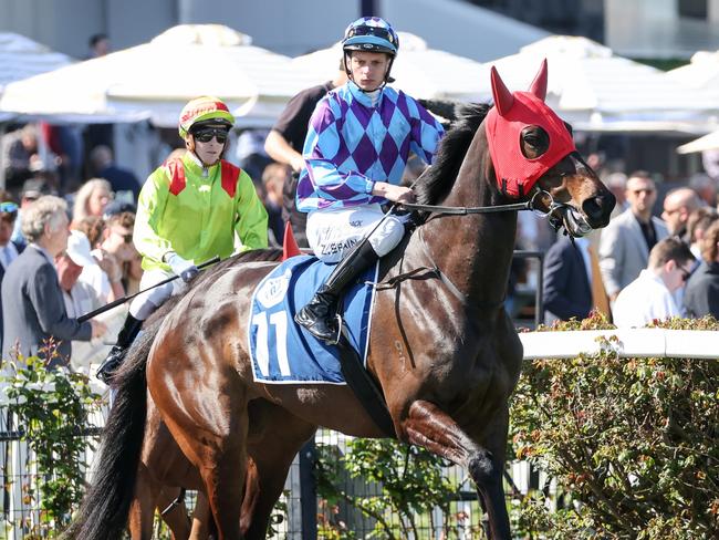 Pride Of Jenni on the way to the barriers prior to the running of  the Furphy Rose of Kingston Stakes at Flemington Racecourse on October 01, 2022 in Flemington, Australia. (Photo by George Sal/Racing Photos via Getty Images)