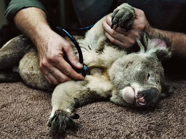 EMBARGO FOR TWAM 8 FEB 2020NO REUSE WITHOUT PERMISSION FEE APPLIESJohn Hanger wildlife vet with koala Pic : Justine Walpole