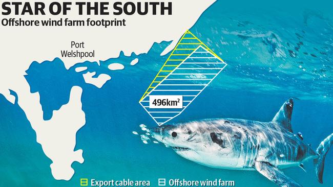 Tagging juvenile great white sharks with both satellite and acoustic tags has shown they spend summer and autumn off Corner Inlet.