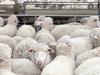 National sheep flock spike