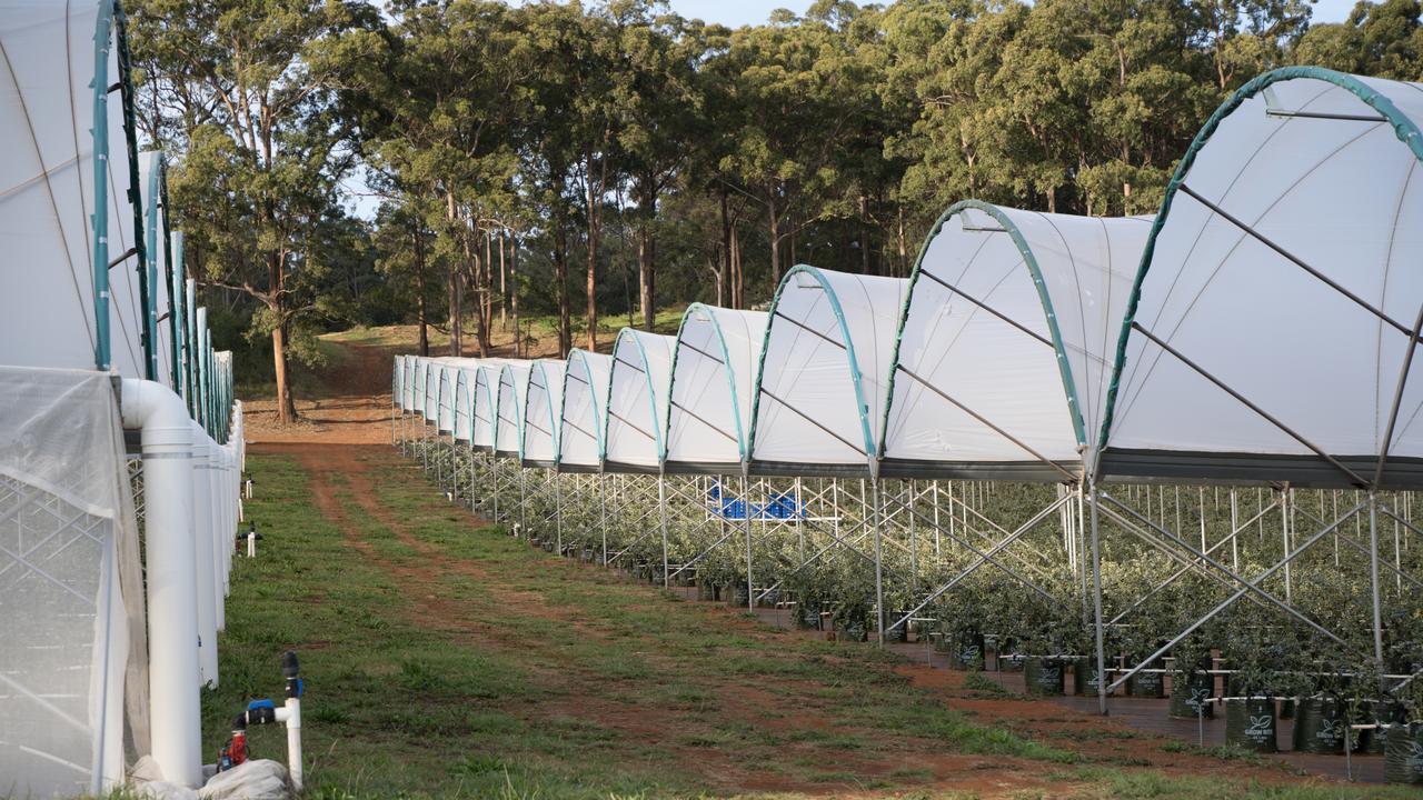 The landholder of Blueberry Crest has been fined almost $15,000 for intentionally removing mapped koala habitat. It comes as the development application is scheduled for a Special Council meeting on September 18, 2024. August 21, 2024. Picture: Christine Schindler