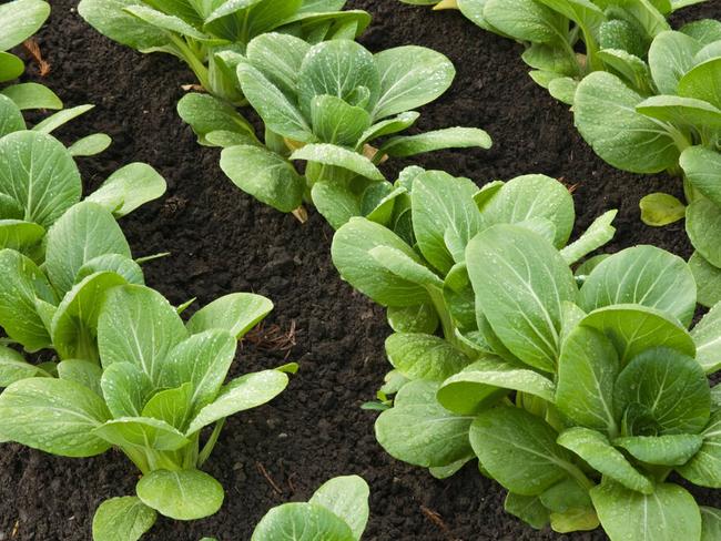 B09220 B09220 Bok Choy growing.