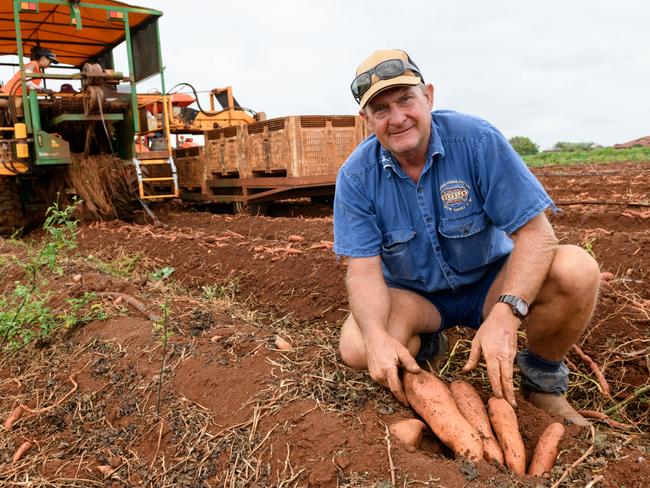 NewsCorp, Bundaberg QLD, Darren Zunker who runs Windhum Farms sweet potato business near Bundaberg. Photo Paul Beutel