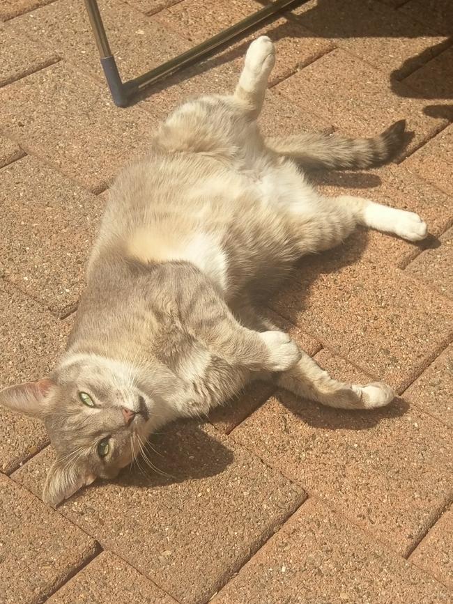 The kitty relaxing outside the Rozelle woman’s home. 