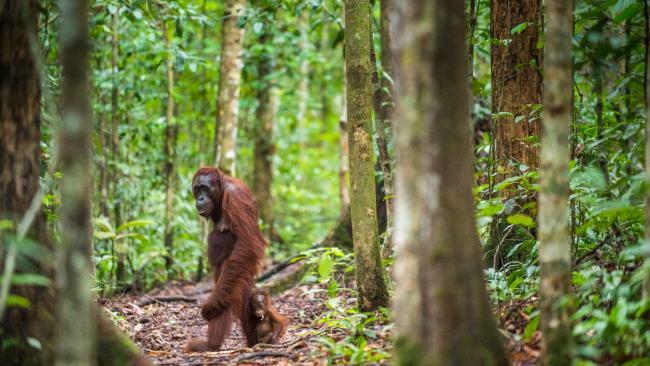 ANIMAL ENCOUNTERS
BORNEO 10-DAY PACKAGE $599
See the wonders of Borneo on a 10-day guided tour from $599 a person, twin share including return flights from Australia and get $1300 in bonus value. Get breakfast daily, river boat transfer and Selingan Island return ferry, tour in Kota Kinabalu, Mari Mari and Gaya Island, Sepilok Orang Utan Rehabilitation Centre visit, Borneo Sun Bear Conservation Centre visit, airport transfers and more. Bonuses include a tropical Island visit, treetop canopy walk, green turtle laying observation and more. Book by November 30, 2021 for departures in August and September 2022.
Bookings via MyHoliday.com