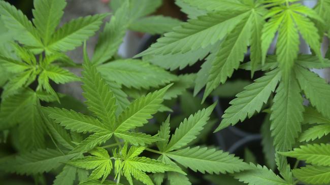 A marijuana crop was found in a privately run prison in Sale. Picture: AFP