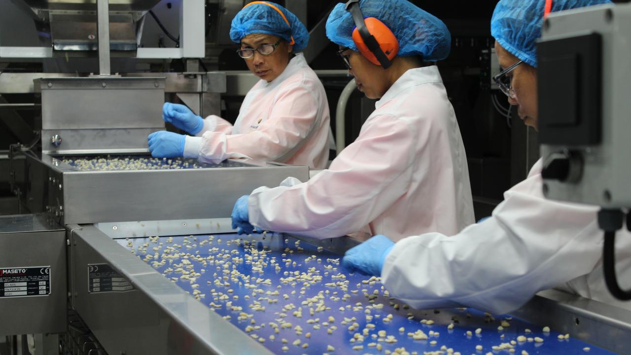 Macadamias nuts being processed at the new Macadamias Australia cracking facility in Bundaberg.