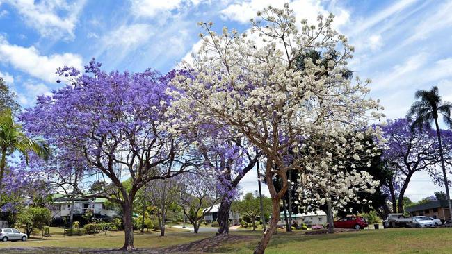 Gympie's white flowering jacaranda tree. Photo Greg Miller / The Gympie Times. Picture: Greg Miller