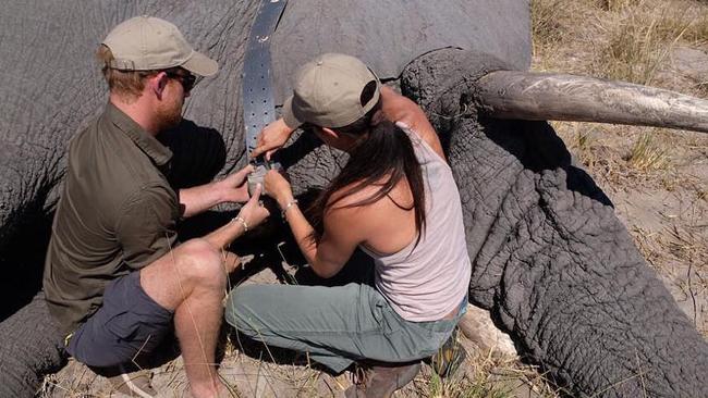 Prince Harry and Meghan Markle with an elephant on their trip to Botswana in 2017. Picture: Instagram.