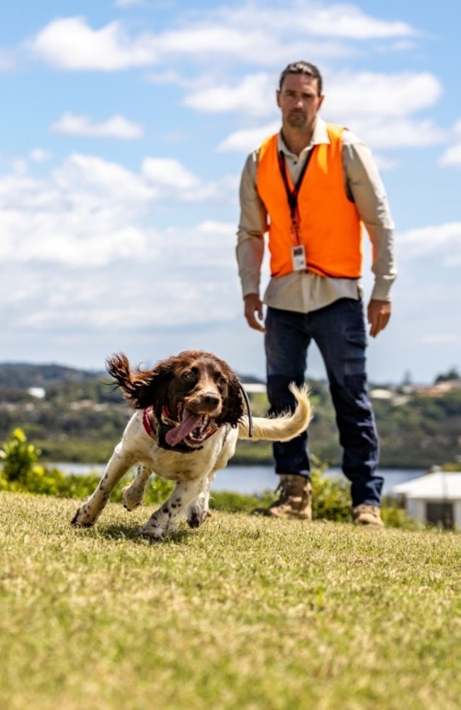 Operation Five Valleys has been launched to prevent the spread of red imported fire ants in northern NSW.