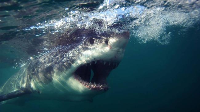 The development-ready Great White kaolin project is poised to fuel valuation growth for Andromeda Metals. Pic: Getty Images