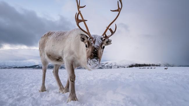 Feeding reindeer is one of the activities available to tourists.