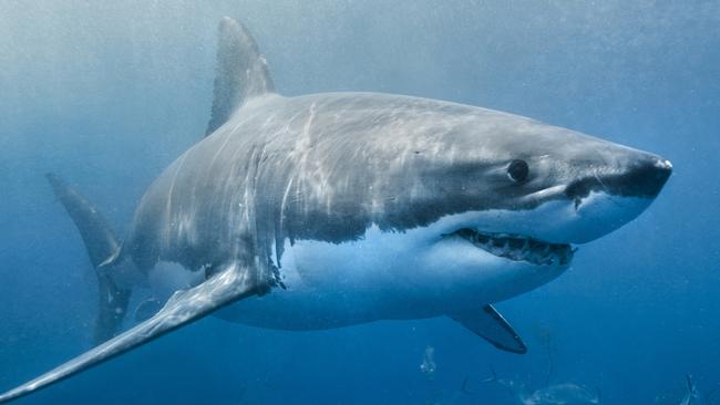 Melbourne Beaches reopen after shark sightings | news.com.au ...