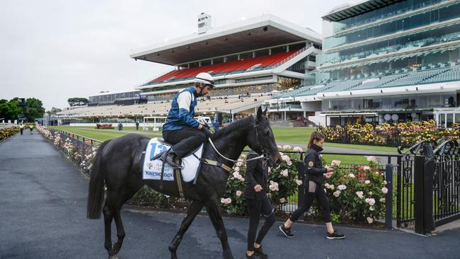 NCA. MELBOURNE, AUSTRALIA. October 29, 2024. RACING. Breakfast with the Stars at Flemington.   The Chris Waller trained Kinesiology ridden by Steven Arnold after this morning gallop on the course proper at Flemington .  Pictures : Michael Klein