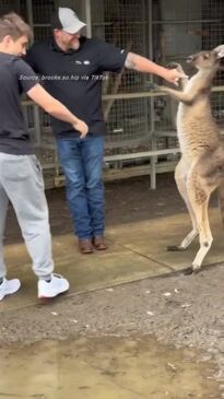 Feisty kangaroo takes on American