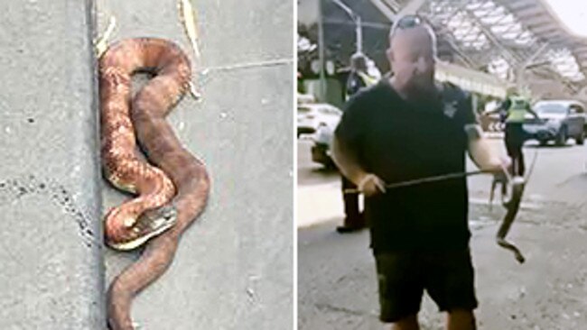 A snake handler removes an unwelcome visitor from Spencer Street in Melbourne. Photo: City of Melbourne