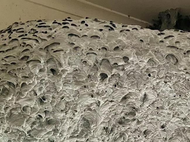 Wasp nest found in Melbourne home. Picture Facebook.jpg