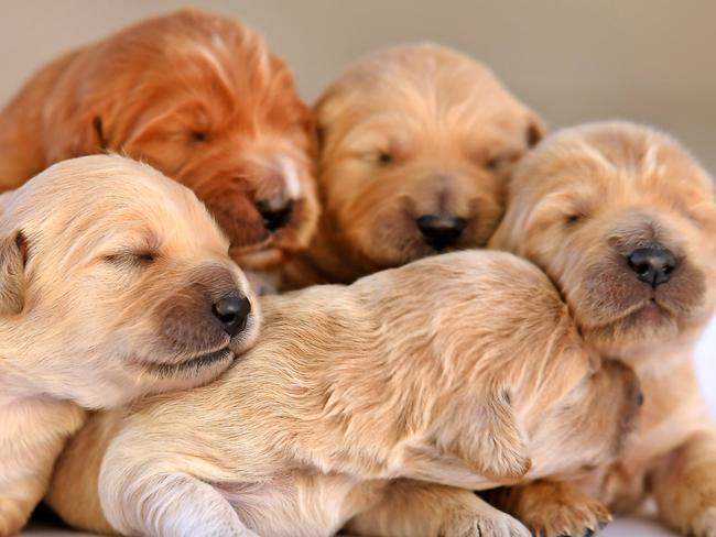 Pure-breed Groodle puppies, born June 28 this year.Wednesday July 8, 2020. (AAP image, John Gass)